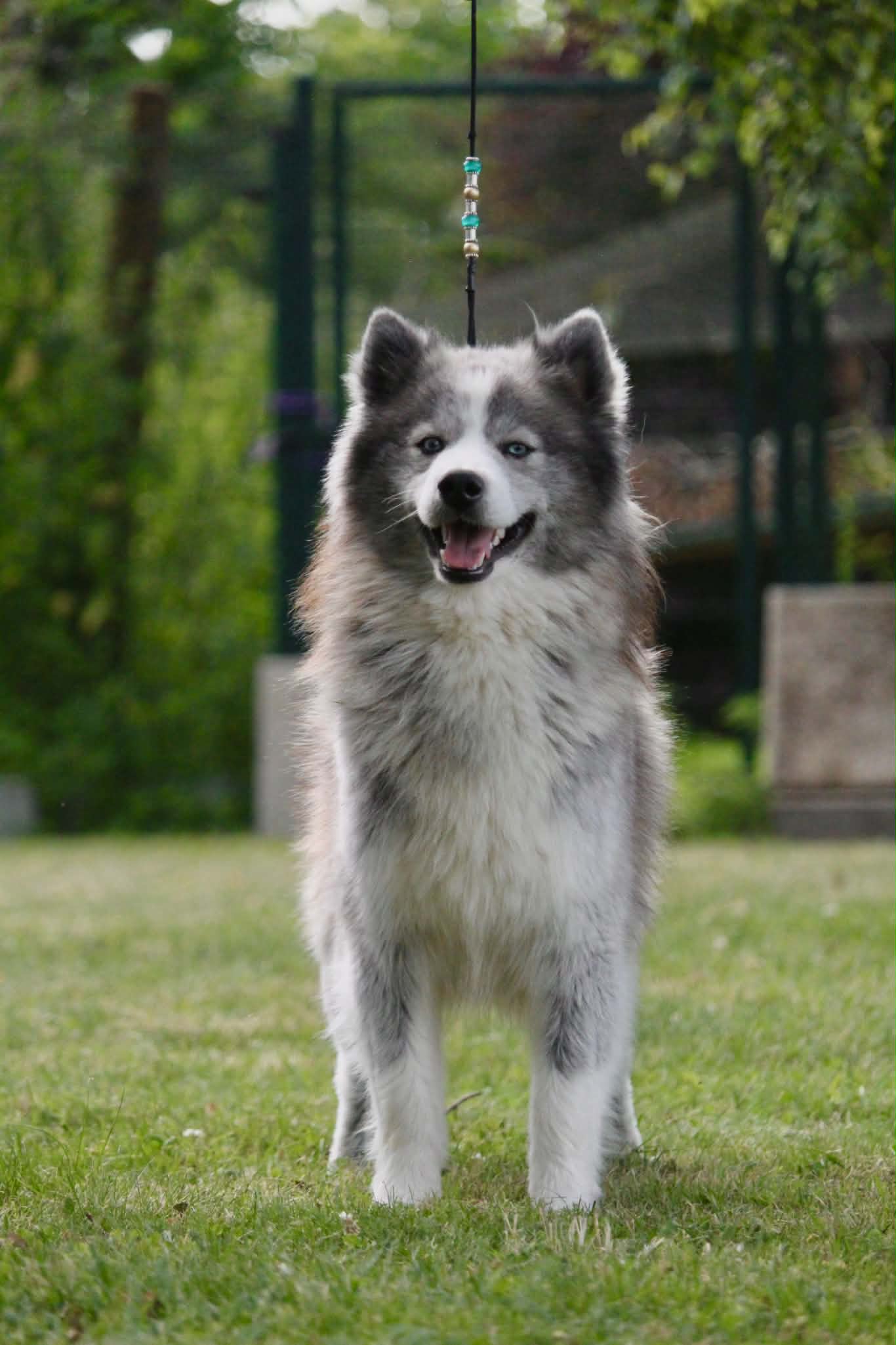 Photo de Édouard Junior of Platinium Pomsky