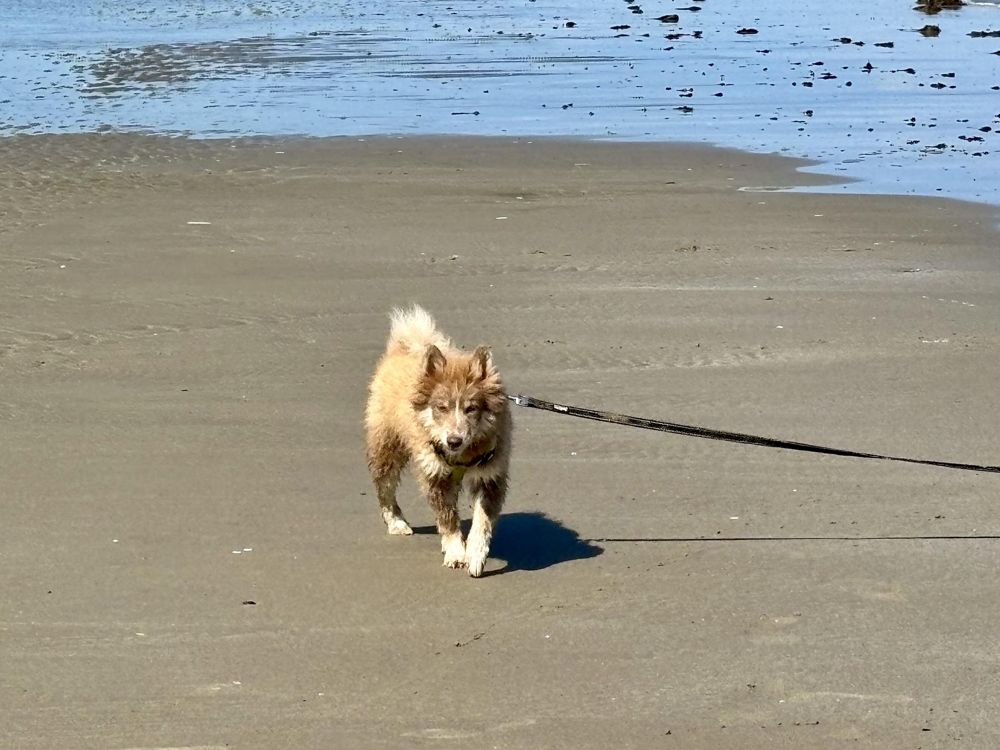 Photo de Baxter of Platinium Pomsky