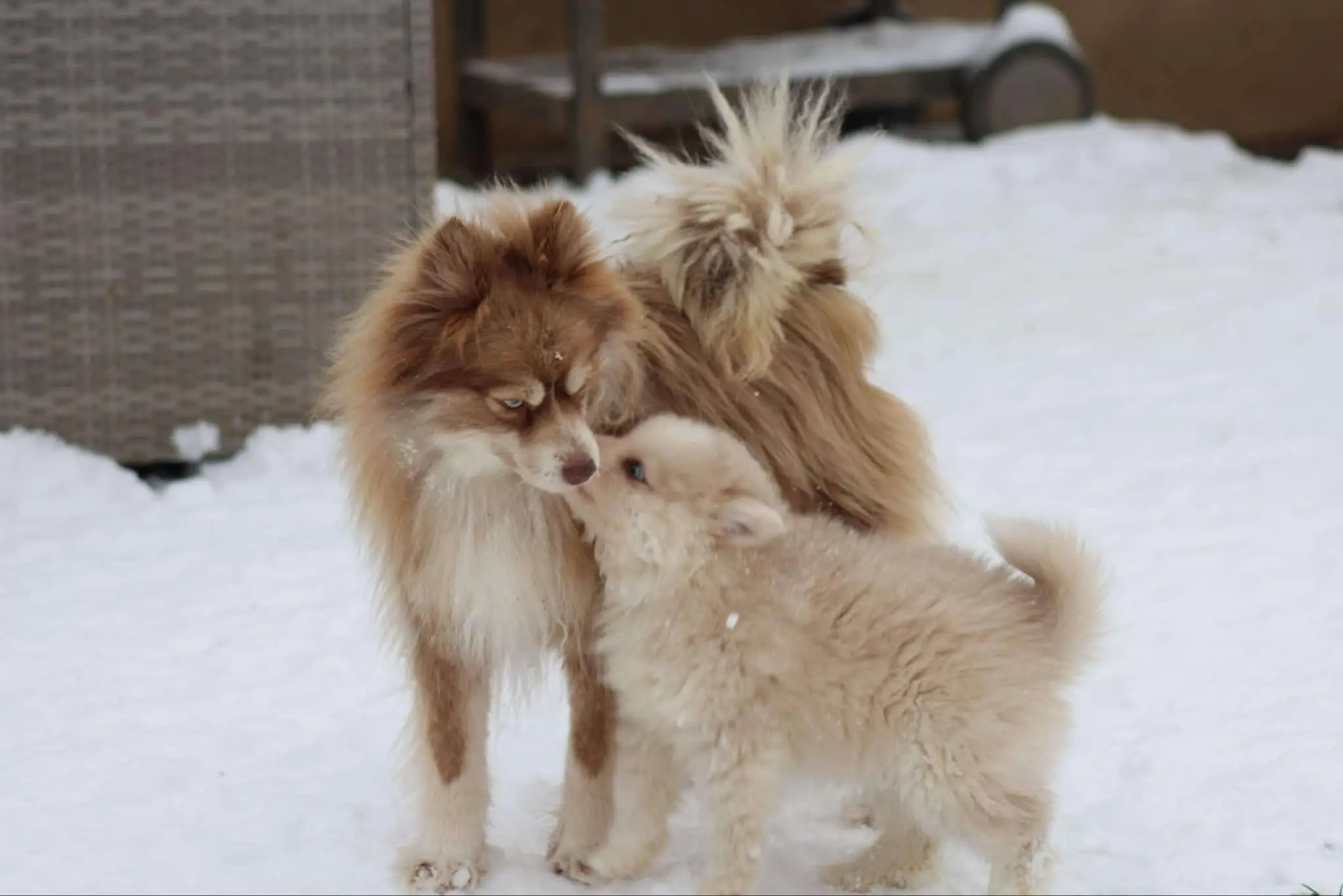 Pomsky adulte et son chiot dans la neige