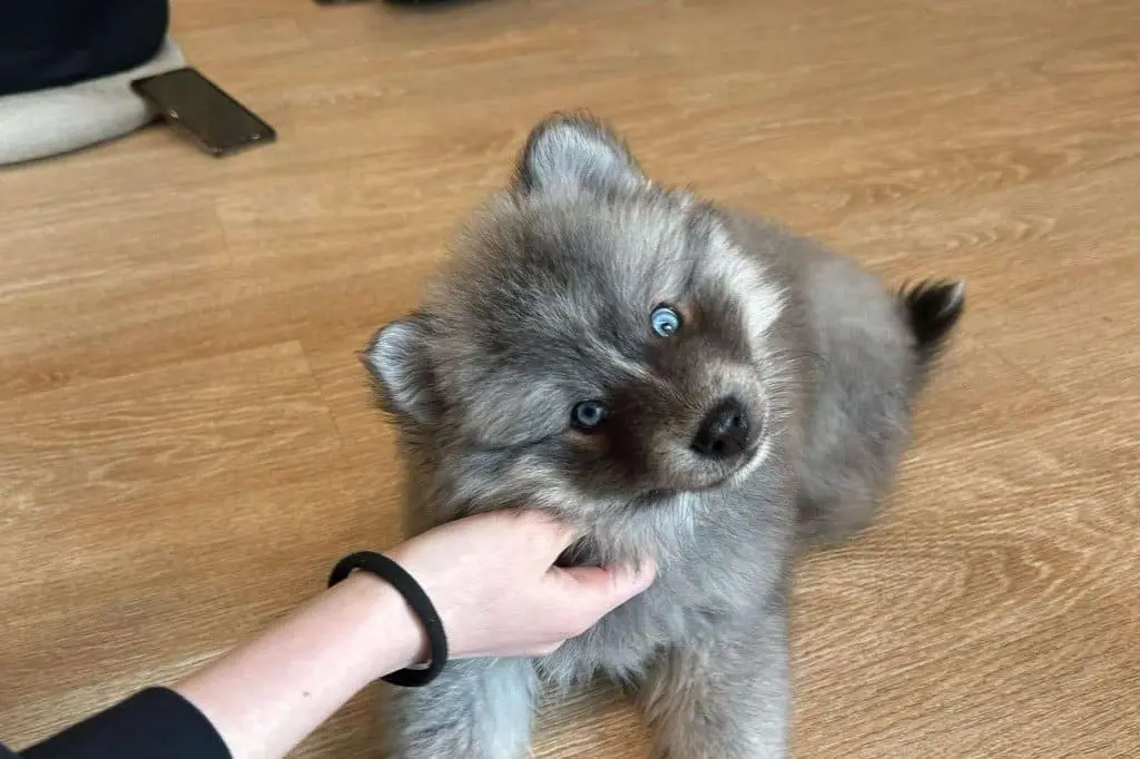 Chiot Pomsky joueur