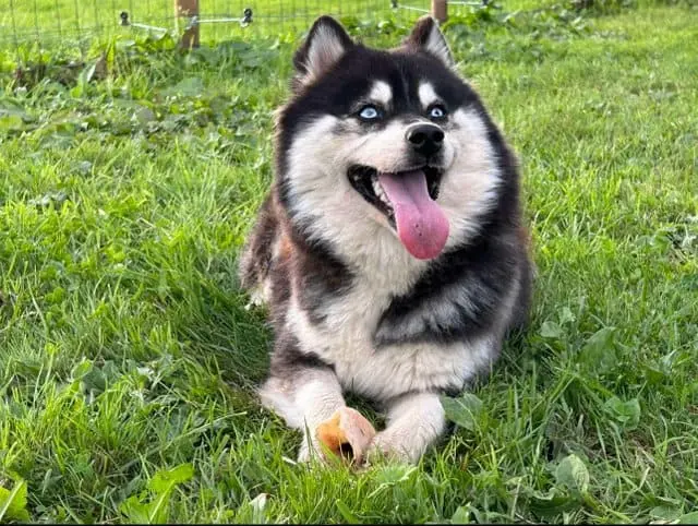 Pomsky adulte couché dans l'herbe