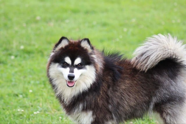 Pomsky adulte debout sur l'herbe